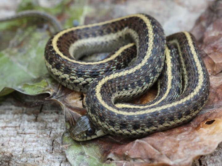 Coast Garter Snake